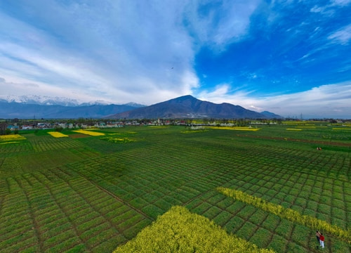 Pampore Saffron Fields